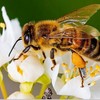 Journée mondiale de l'abeille 2018